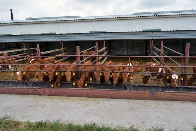 Тәулігіне 15-16 тонна сүт алынады