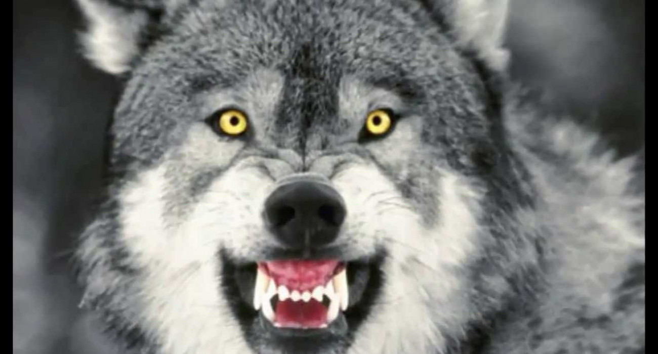 Қасқырдың кискасының тұмары Қасқырдың кискасының тұмары