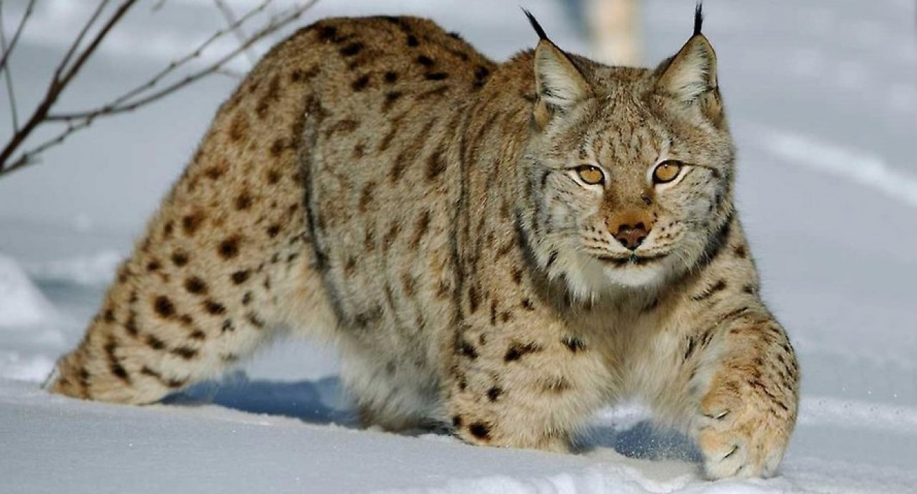 Қыздарға арналған трусиктер