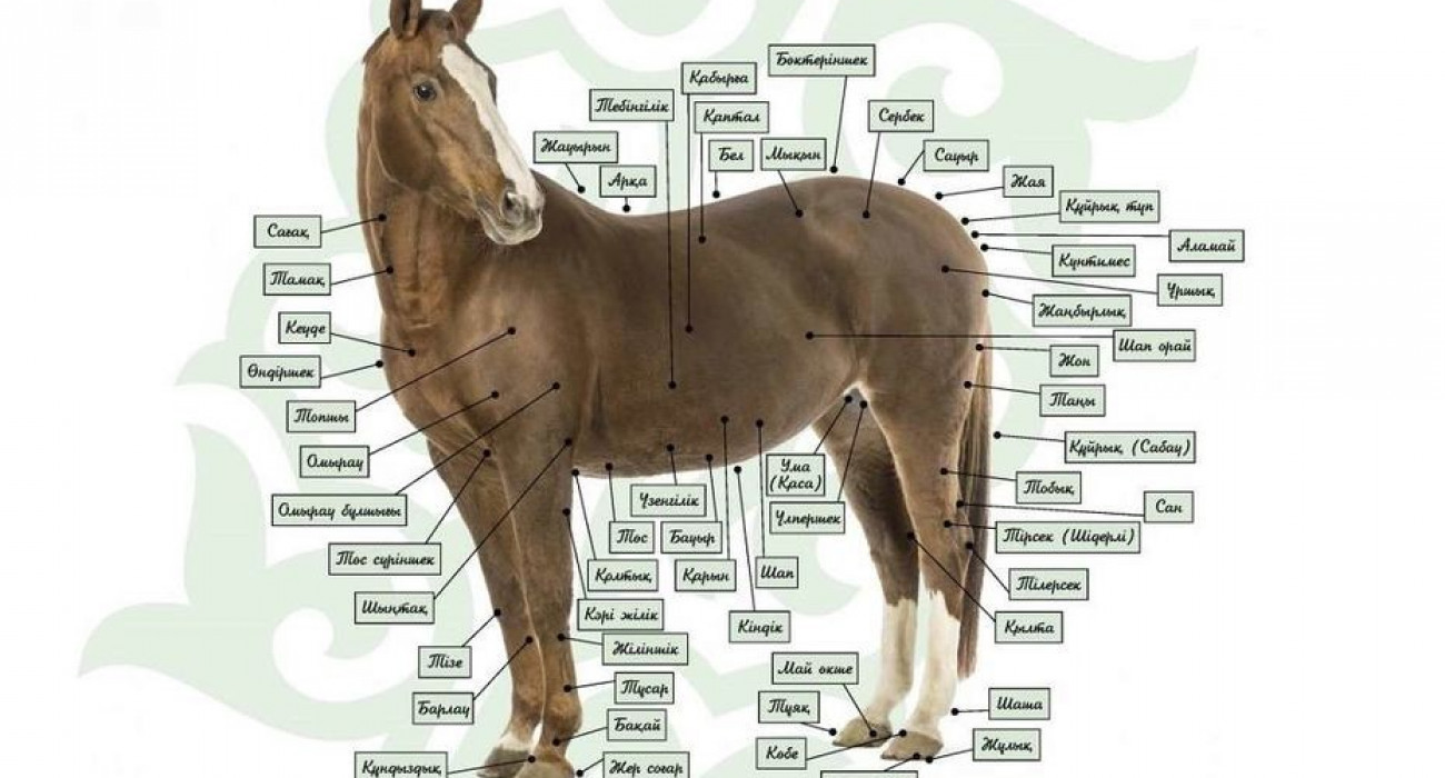 Танымал әншілердің секс видеолары