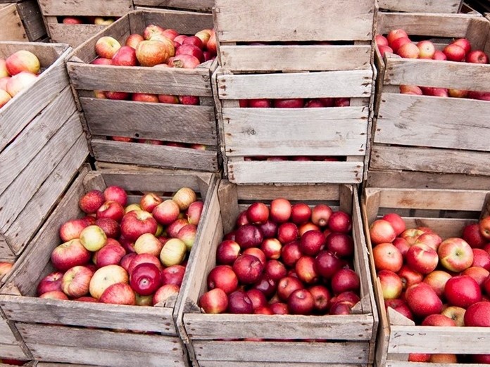 Алматы облысында 3600 тонна жеміс сыятын қойма ашылды