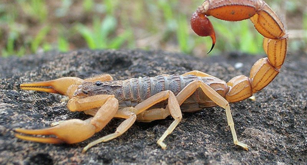 Жалаңаш барлық бұйраларды кесіп тастады