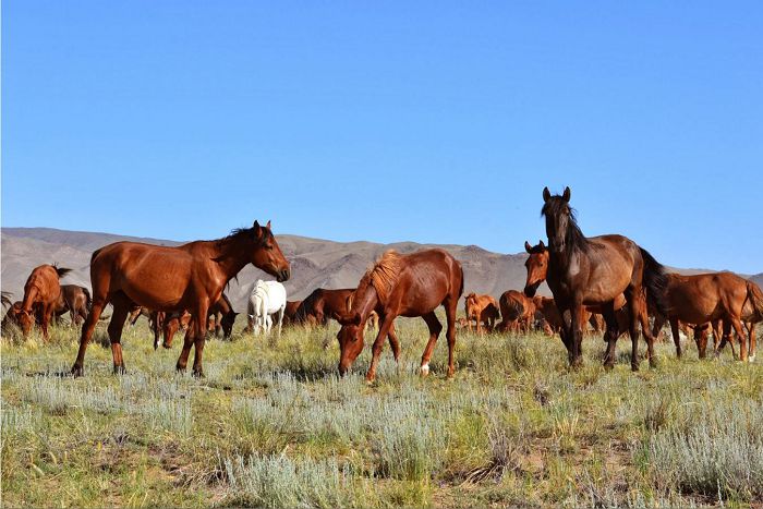 Қараусыз малға ұры қас