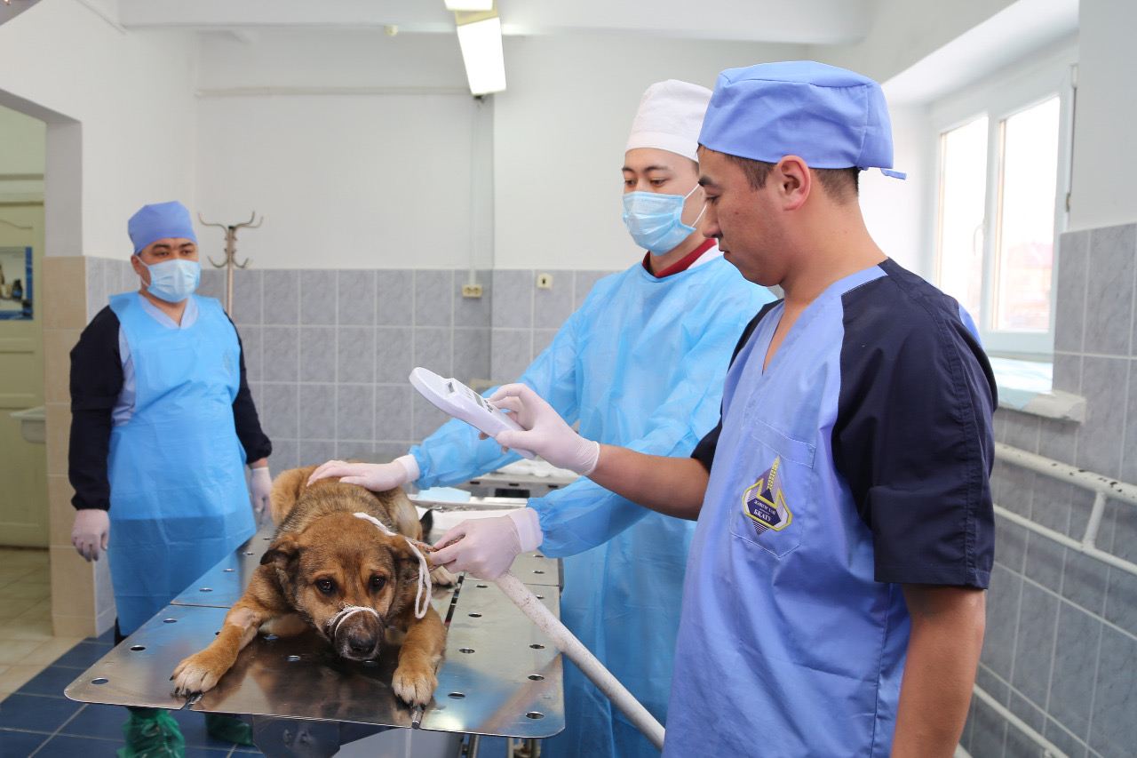 Стерильное животное. Стерилизация Ветеринария. Ветеринария Казахстан. Стерилизация животных в ветеринарии.