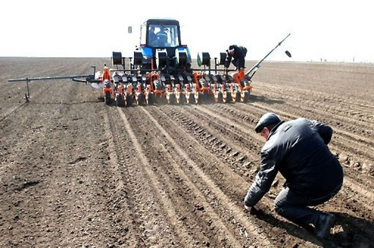 Түркістан: 154 шаруа қожалығы екі рет өнім алуды жоспарлап отыр
