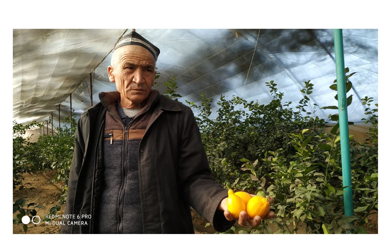 Түркістан: Лимон егіп, миллионер атанды