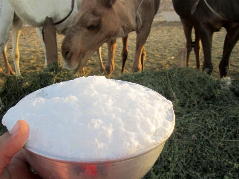 Қызылорда: Кәсіпкерлер палатасы сервистік дайындау ұйымдары мен қабылдау пункттерін дамытпақ