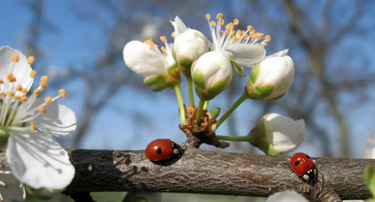 Өте толық әйелдердің порно суреттері Жыныстық тұрғыдан алғанда, төменгілердің рөлі