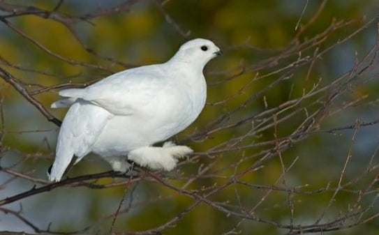 Алтайдың ақ кекілігі (видео)