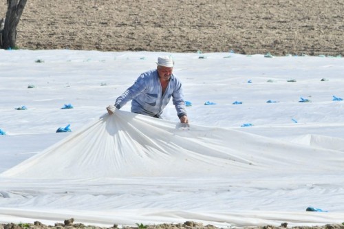 Түркістан: Көктемгі егістік жұмыстары жоспарға сәйкес жүргізілуде
