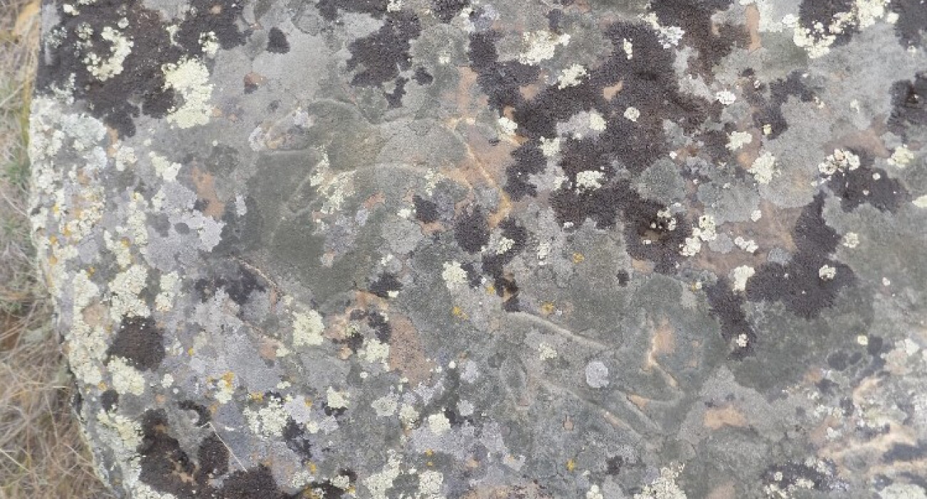 Ростовтық жезөкше әйел