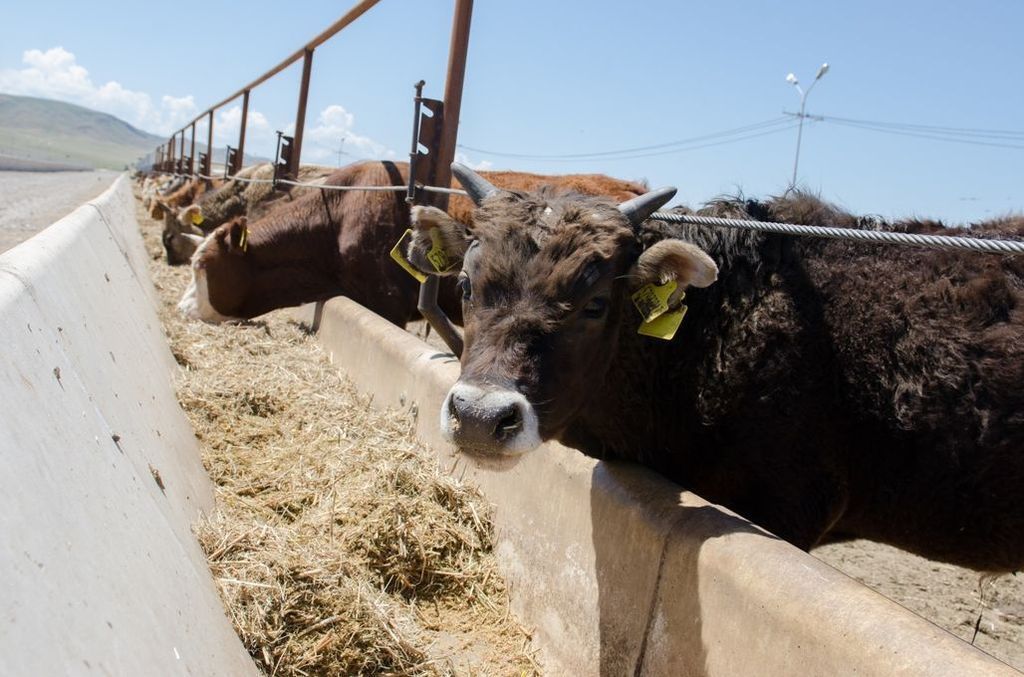 Мал бордақылаған миллионер болады