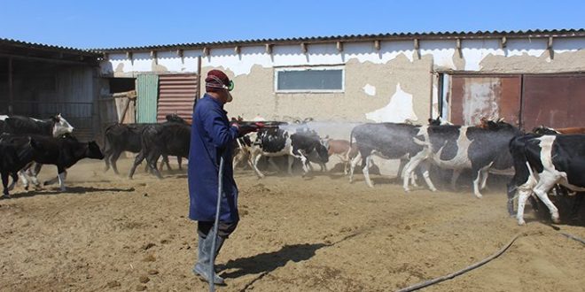 Түркістан: Кенеге қарсы күрес басталды