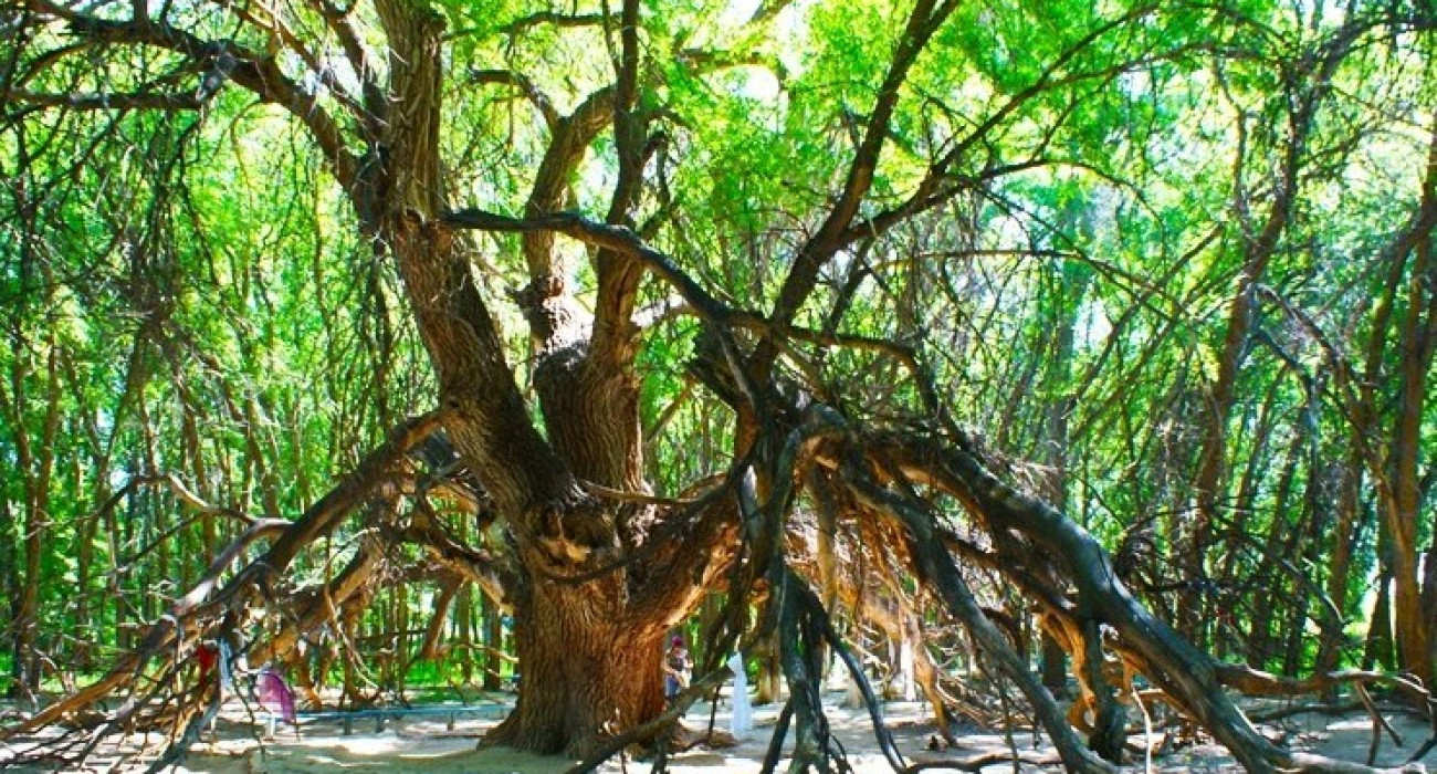 Орман, онда бәрі трахается Саябақта жалады