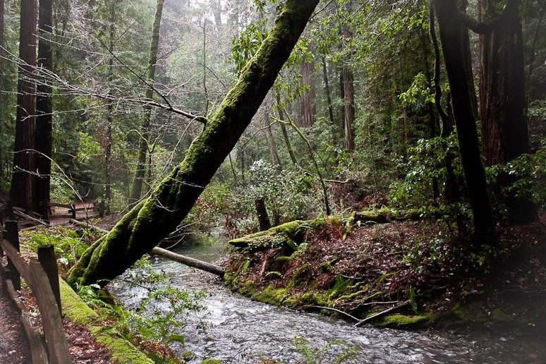 Калифорнияның тылсым ормандарына физика заңы әсер етпей ме?