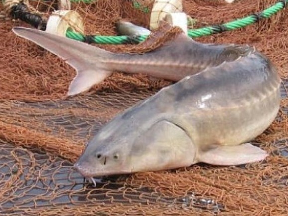 Шекарашылар бекіре балығын заңсыз аулағандарды құрықтады