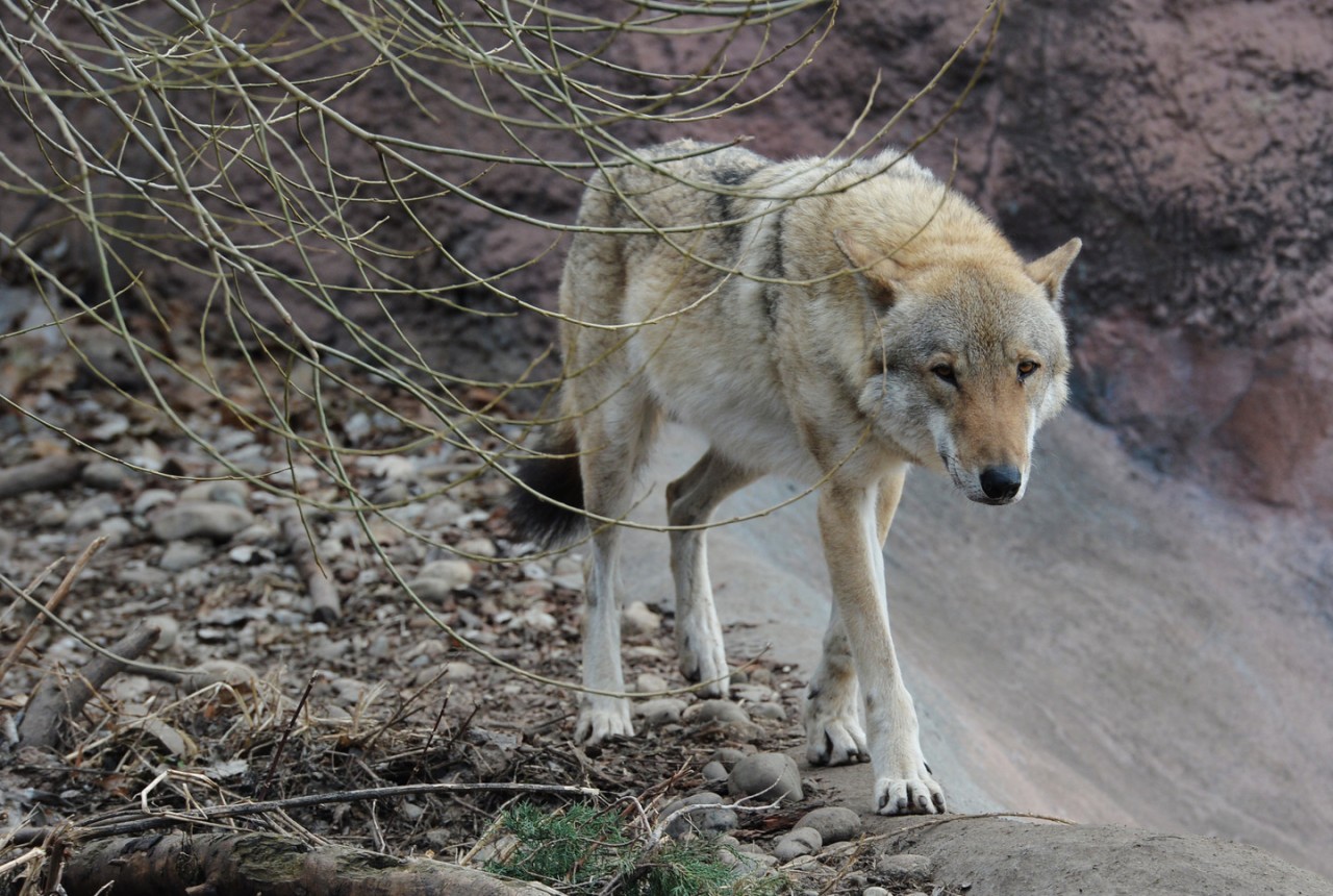 Оралман қасқыр (этнографиялық әңгіме)