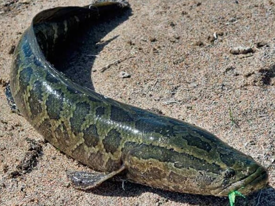 Вика Боняның эротикалық фотосуреттері