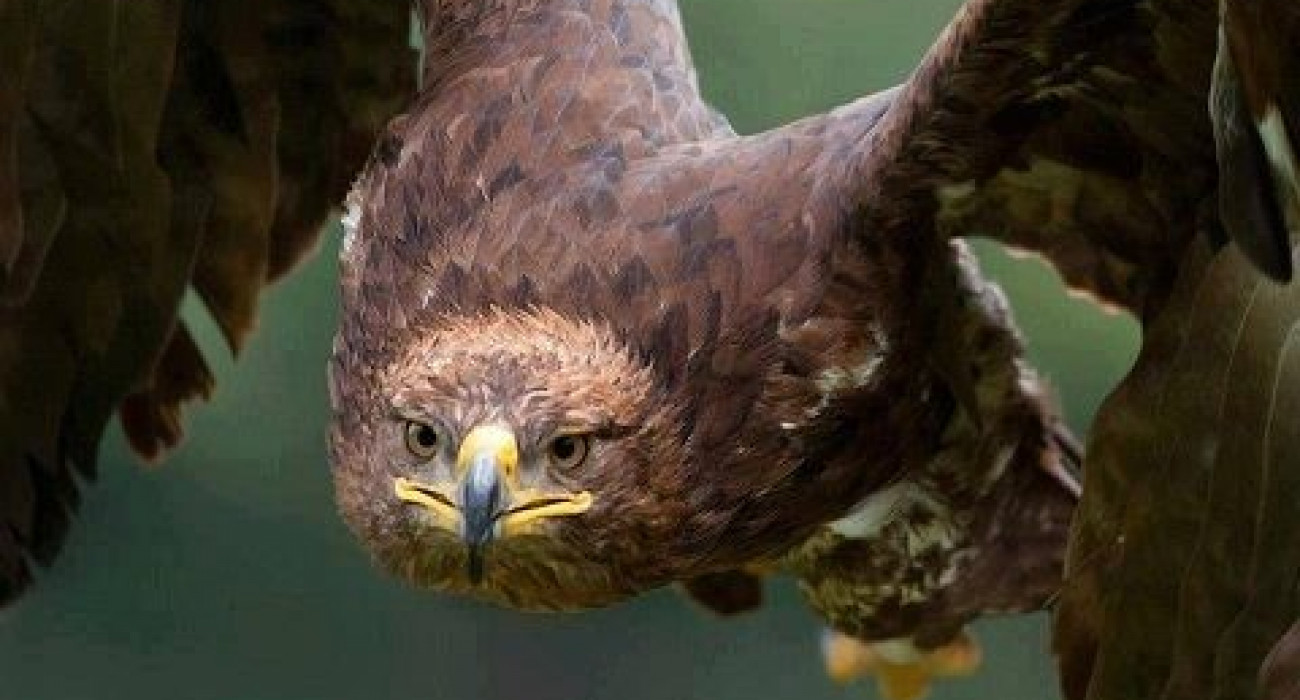 Аққұбалар екі әтешпен трахает алады