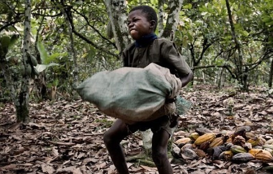 Какао плантацияларында 2 миллионнан астам бала жұмысқа жегілген