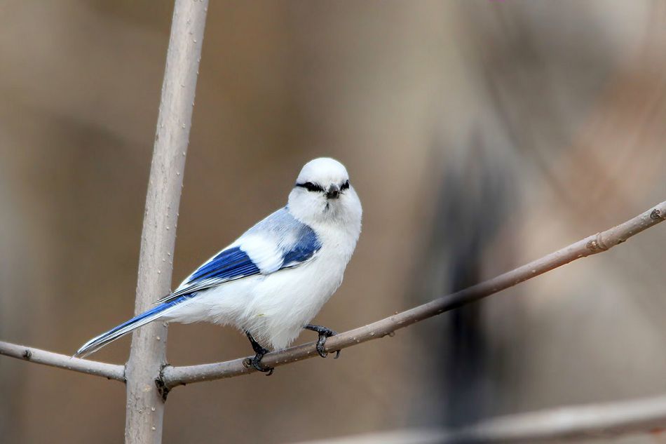 Пәк қызға жыныс мүшесін қайдан салу керек Эротикалық DVD фильмдер