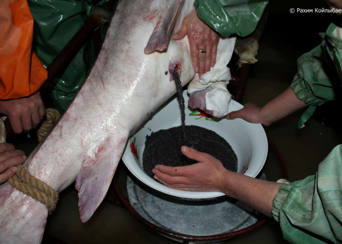 Атырау: Бекіреден 22 кг қарауылдырық алынды