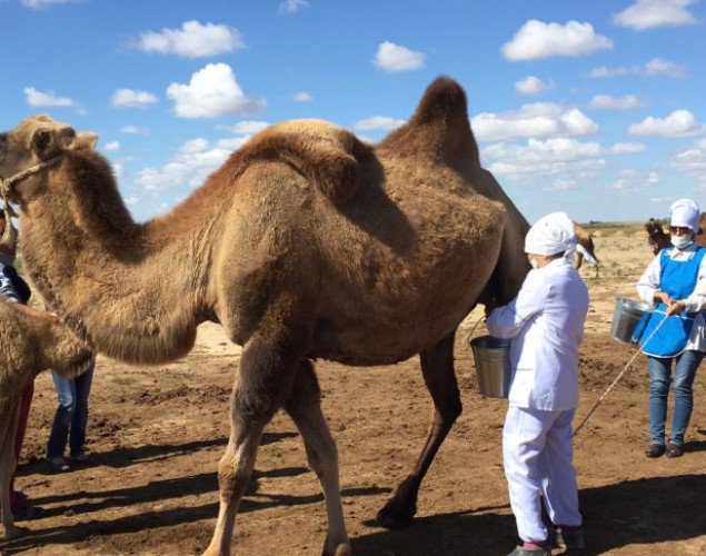 Түркістан: Созақтық шаруалар 30 тонна түйе сүтін өткізді