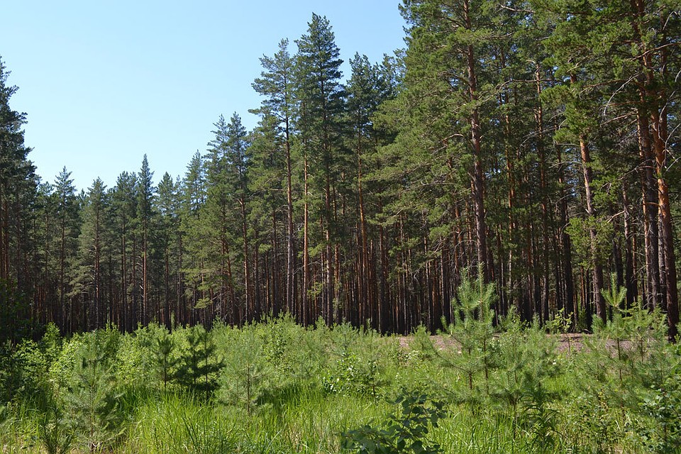 Орманға абай болайықшы