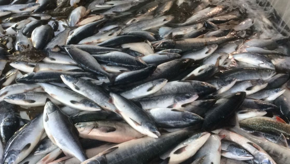 Ресеймен шекарада 20 тонна балық заңсыз алып өтпекші болған