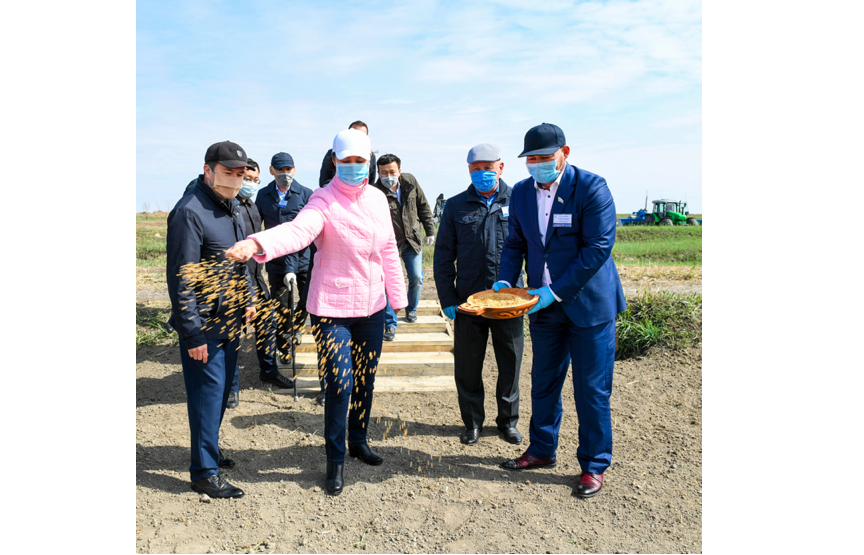 «Дала күні»: Алғашқы дән себілді