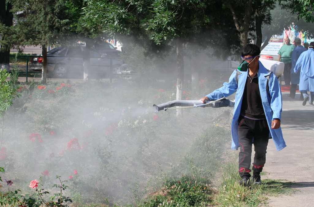 Шымкентте кенеге қарсы залалсыздандыру жұмыстары жүріп жатыр