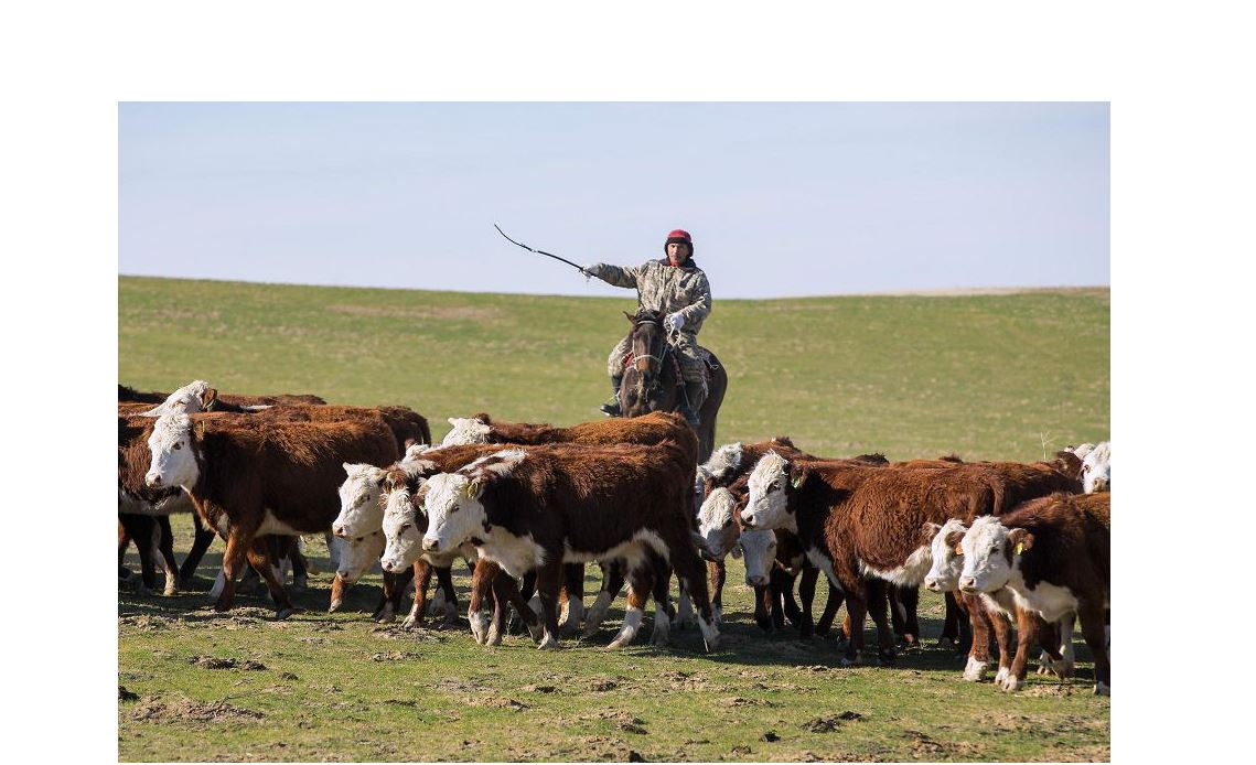 Шалғай жайылымдар – резервтер көзі