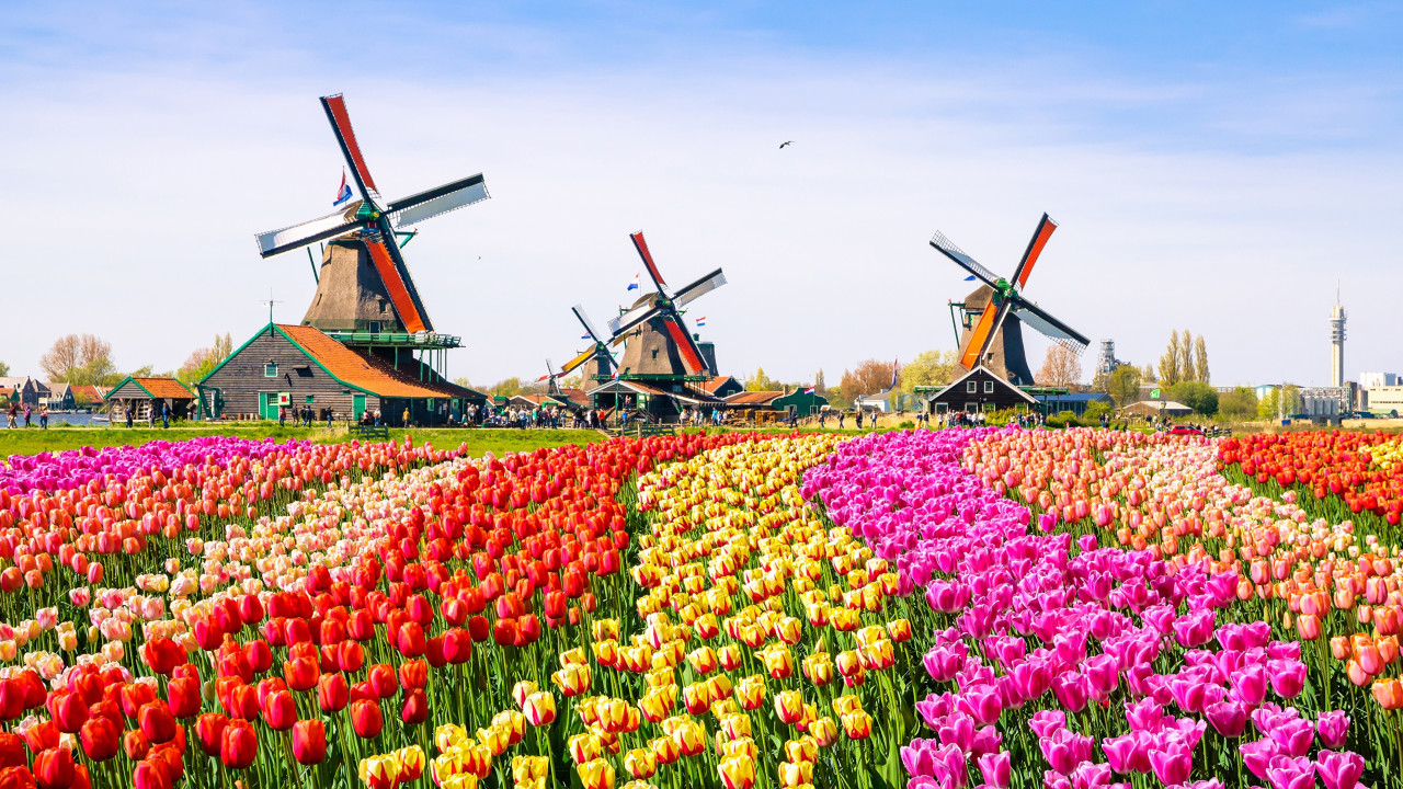 Фермерлер туристерге қызғалдақ алқаптарынан сәлем жолдады