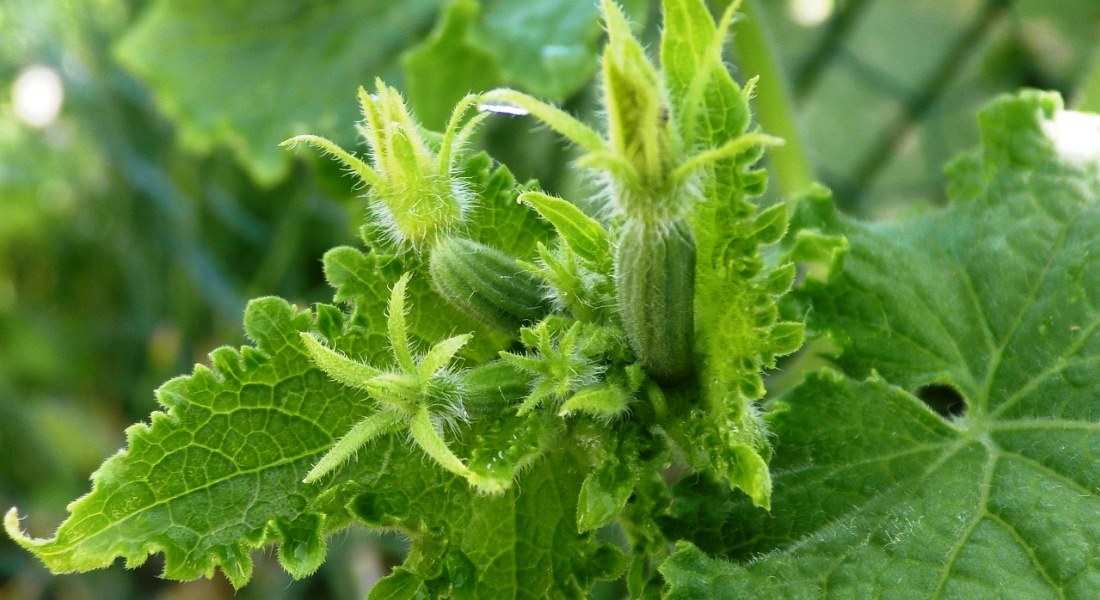 Ақмолада көкөніс өсіруге көп көңіл бөлінбек