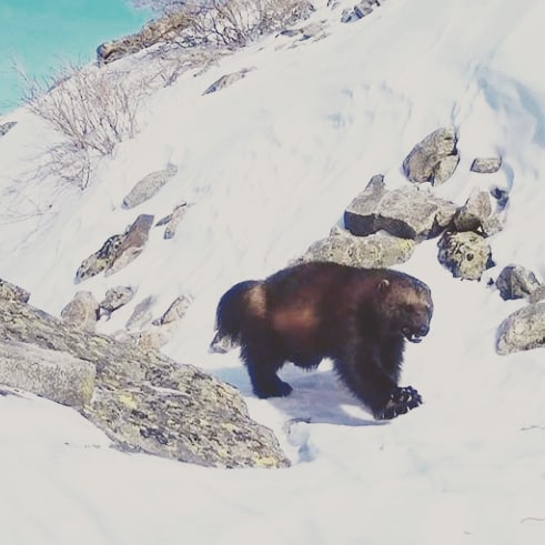 Алтайда құну фототұзаққа түсті