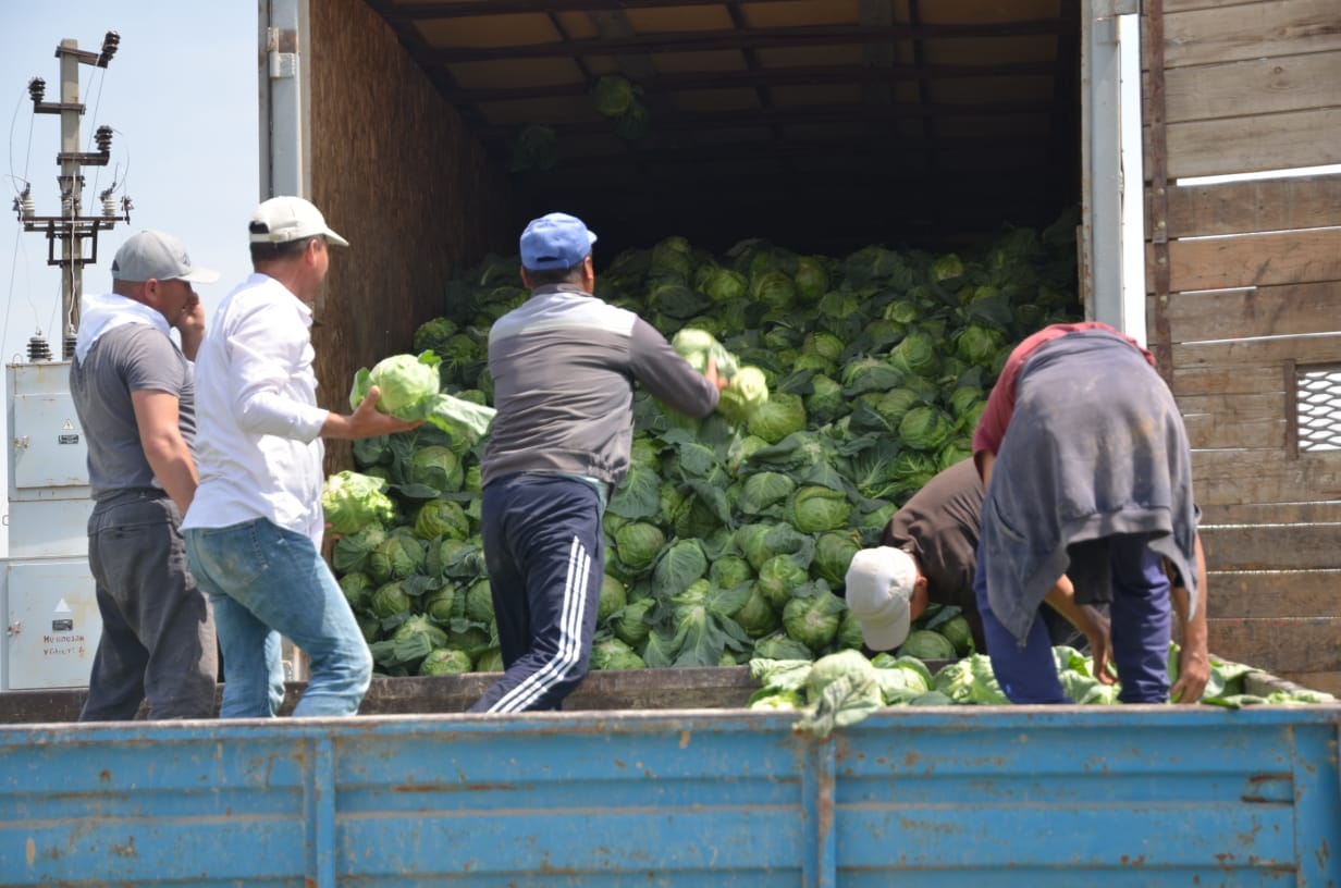 Түркістан: 250 тонна қырыққабат қайырымдылық қоры арқылы тегін таратылады