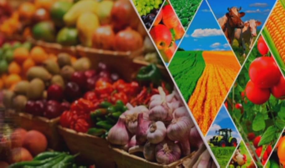 Шымкентте үш ай ішінде 4,9 миллиард теңгенің ауыл шаруашылығы өнімі өндірілді