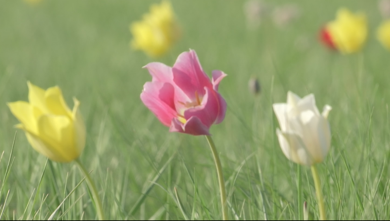 Сезімтал қызды қалай сиқыдым