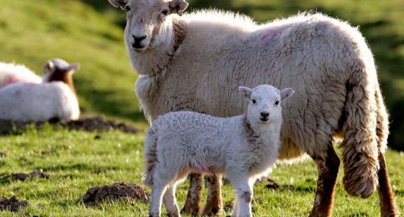 Орынбордағы секс үшін әйелдер телефондары