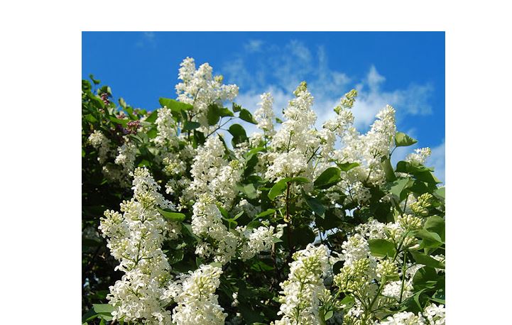 Ауа райы: Алдағы демалыста күн жылынады