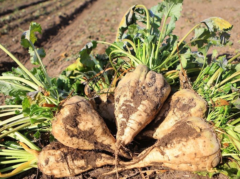 Жамбыл облысында қант қызылшасын еккендердің қарызы өтелуде
