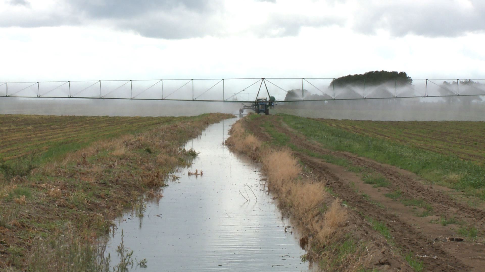 Павлодар облысында 1609 ауыл шаруашылығы тауарын өндіруші тиімді субсидияға қол жеткізген
