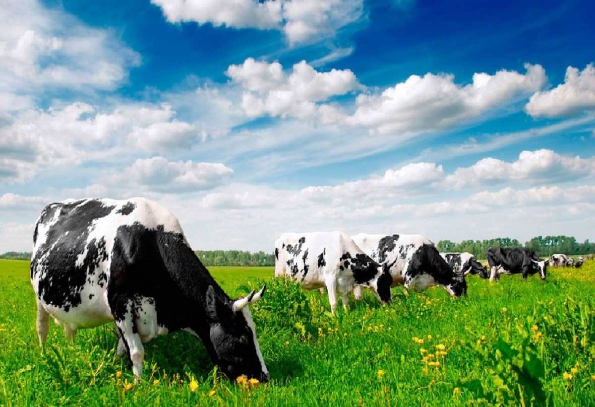 Мал шаруашылығында тұрақты өсім 4% - Асқар Мамин