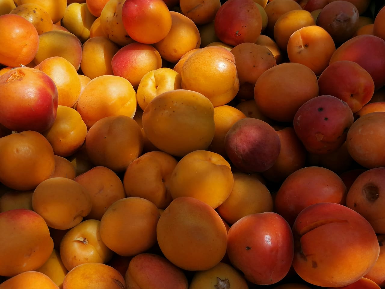 Түркістан: Бағбандар қарқынды баудың жемісін жинай бастады