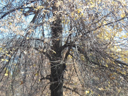 Жаз шықпай-ақ қурай бастады