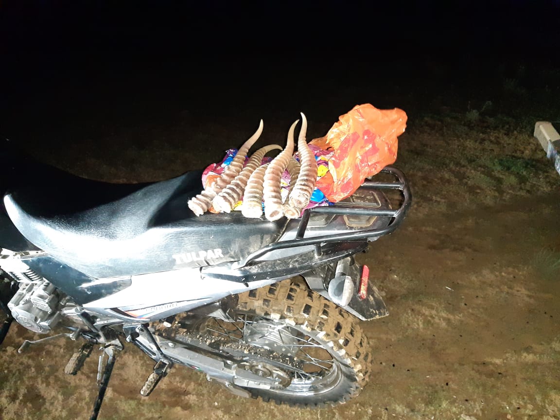 Ақтөбелік азаматтың көлігінен киіктің мүйіздері табылды