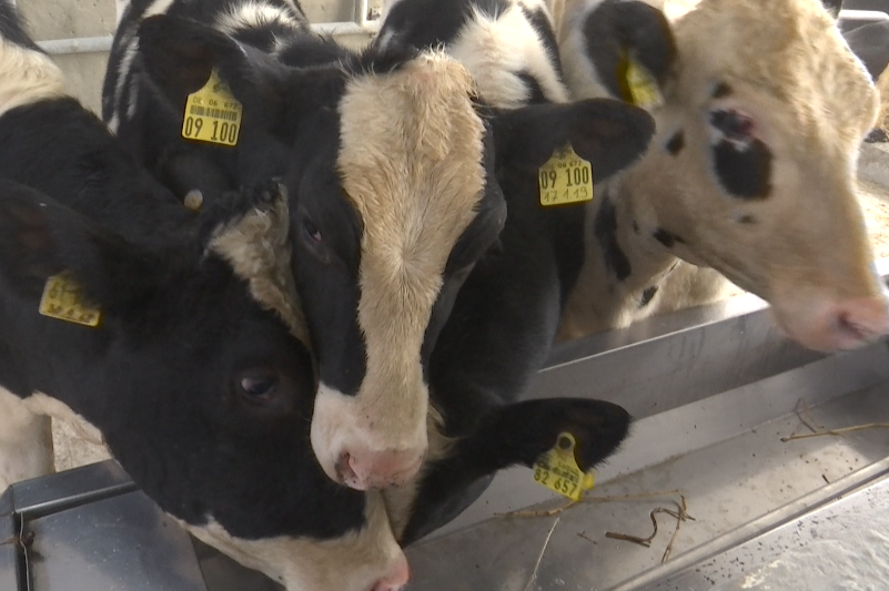 Ақмолаға асыл тұқымды мал жеткізіліп жатыр