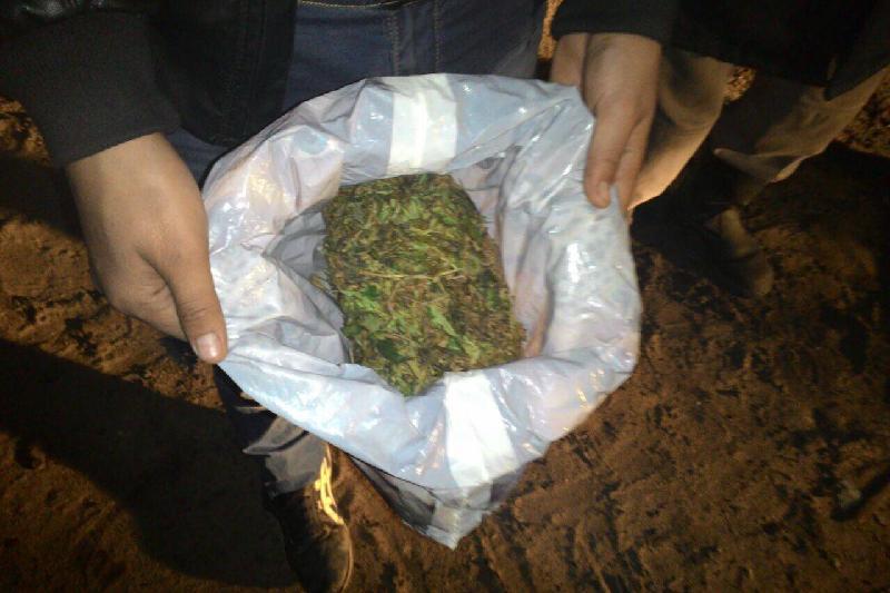 Есірткі өсірген қызылордалықтар ұсталды