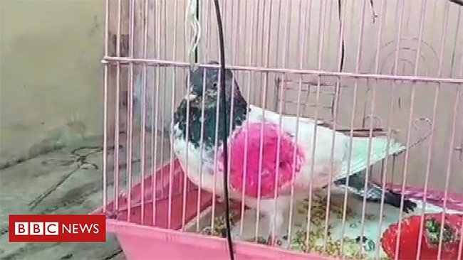 Үш жыл түрмеде отырған көгершін босап шықты