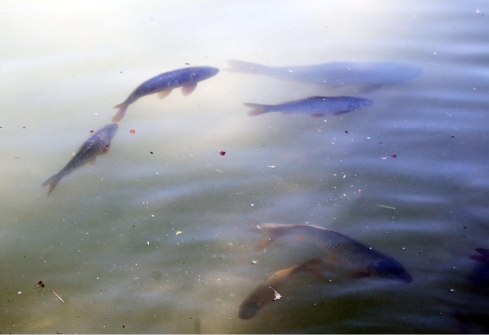 Жамбыл облысында балық шаруашылығы өзекті күйінде қалып отыр